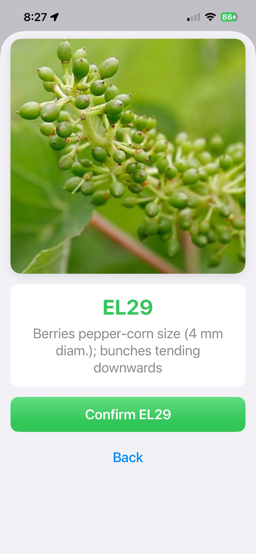 VineTrack mobile growth stage capture showing a close-up of green pepper-corn-size berries with the matched E-L 29 stage and a Confirm EL29 button