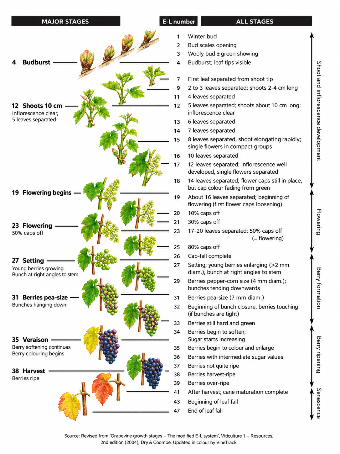 The modified Eichhorn-Lorenz (E-L) grapevine growth stage chart showing all 47 stages from winter bud through to end of leaf fall, grouped into shoot and inflorescence development, flowering, berry formation, berry ripening and senescence, with colour illustrations of each stage. Source: Revised from Grapevine growth stages — The modified E-L system, Viticulture 1 — Resources, 2nd edition (2004), Dry & Coombe. Updated in colour by VineTrack.